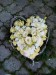 IMG_20160902_160302